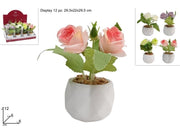 PIANTINA ROSE 4 COLORI IN DISPLAY 2ESSE