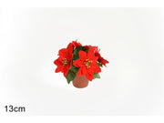 PIANTINA STELLA DI NATALE 2ESSE